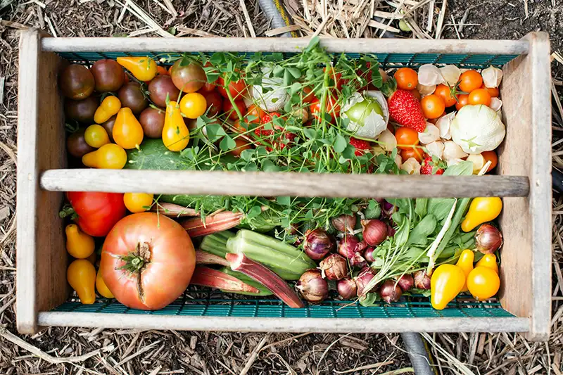 Panier de légumes bio et livraison de légumes en Loir-et-Cher.