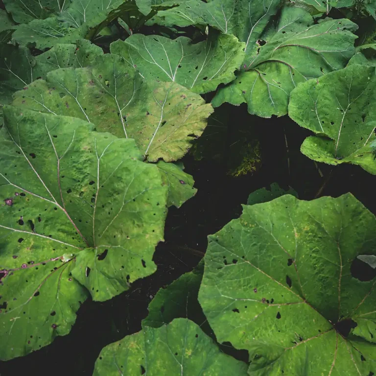 Lutter contre les nuisibles dans votre jardin.