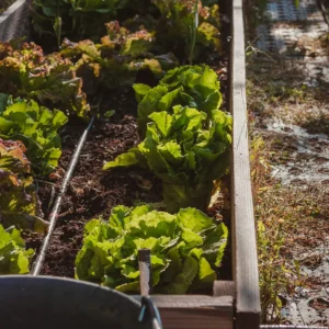 Préparer son potager au printemps.