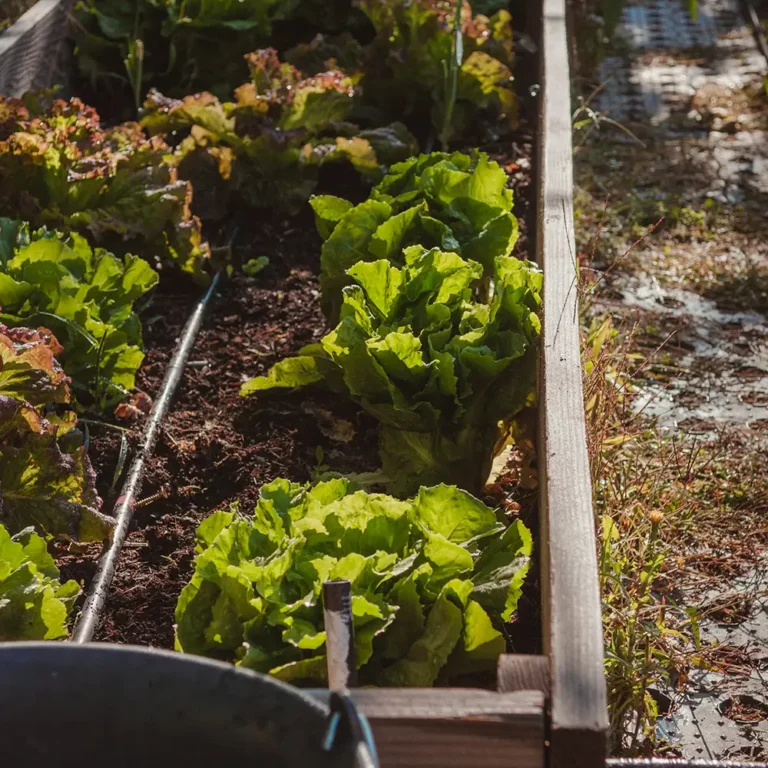 Préparer son potager au printemps.