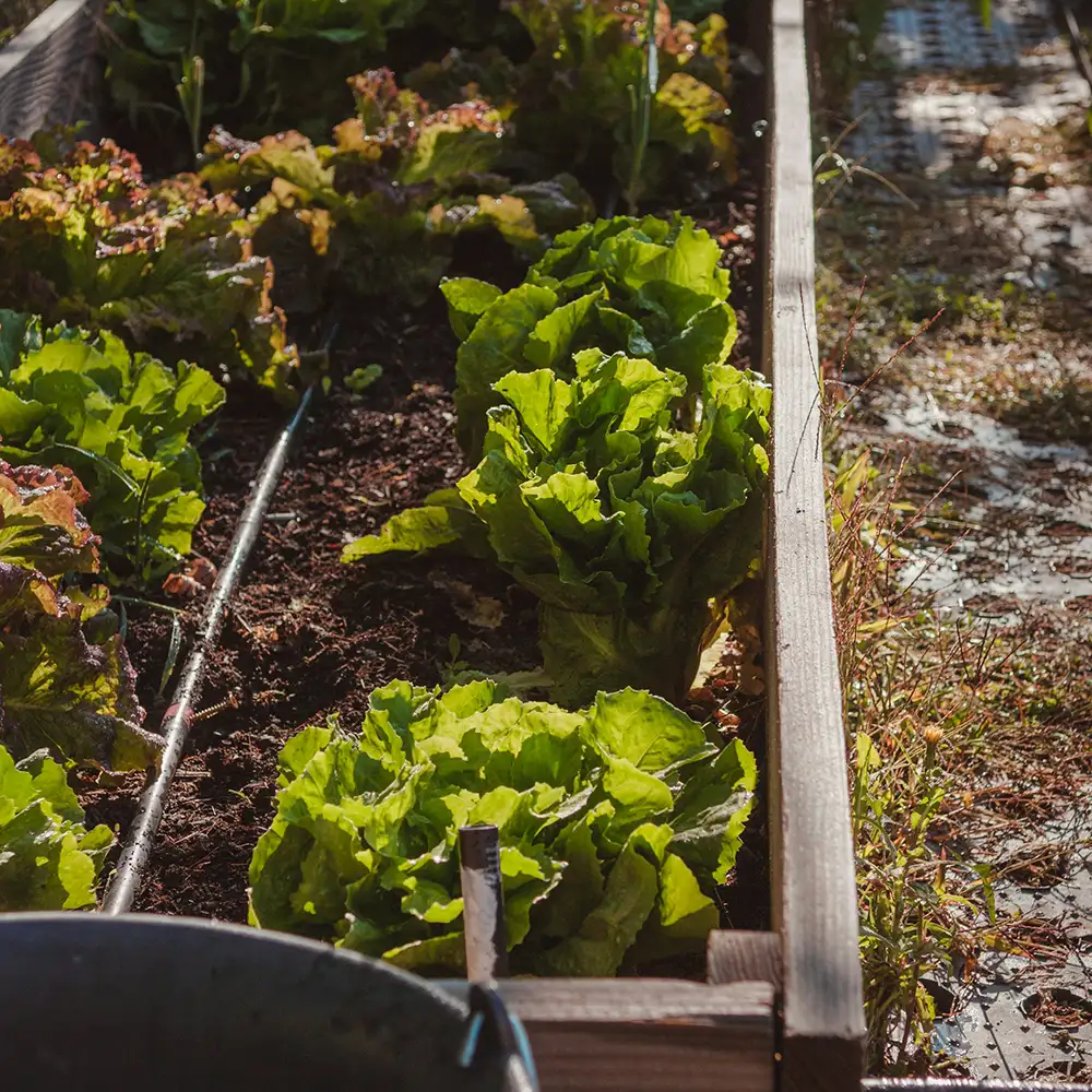 Préparer son potager au printemps.